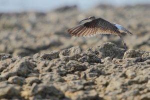 Courlis corlieu Numenius phaeopus (Julien Pinaud)