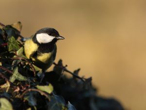 Mésange charbonière Parus major (Julien Pinaud)