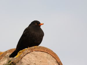 Merle noir Turdus merula (Julien Pinaud)