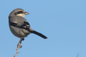  Pie-grièche méridionale Lanius meridionalis (Julien Pinaud)