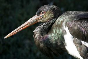 Cigogne noire Ciconia nigra (Jean-PierreTrouillas) 