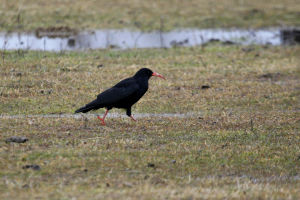 Crave à bec rouge Pyrrhocorax pyrrhocorax (Jean-Pierre Trouillas)