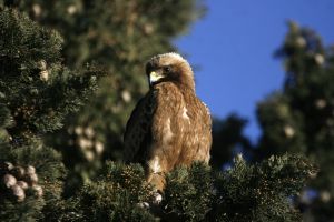 Aigle botté Aquila pennata  (Jean-Pierre Trouillas)   