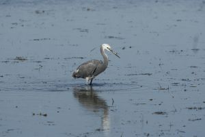  Aigrette des récifs Hybride (Jean-Pierre Trouillas)