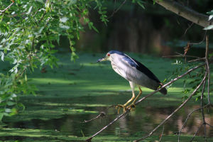 Bihoreau gris Nycticorax nycticorax (Jean-Pierre Trouillas)