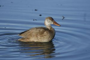 Nette rousse Netta rufina (Jean-Pierre Trouillas) 