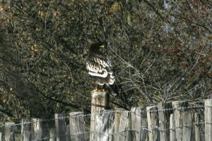 Aigle criard Aquila clanga (Jean-Pierre Trouillas)