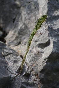 Lézard ocellé (Timon lepidus) : Edith WEIHRETER