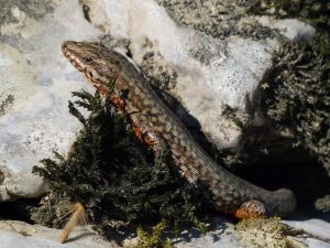 Lézard des murailles (Podarcis muralis) : Daniel BIZET