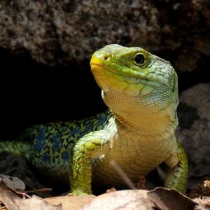 Lézard ocellé (Timon lepidus) : Crhistophe GROUSSET