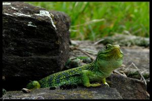 Lézard ocellé (Timon lepidus) : Cyrille SABRAN