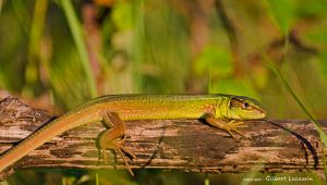 Lézard vert (Lacerta bilineata) : Gilbert Lacassin