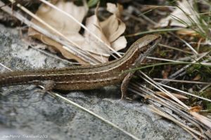 Lézard vivipare (Zootoca vivipara) : Jean-Pïerre TROUILLAS