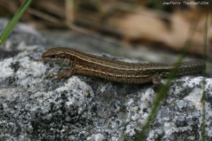 Lézard vivipare (Zootoca vivipara) : Jean-Pïerre TROUILLAS