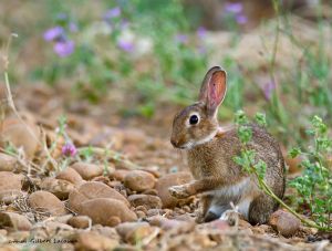 Lapin de garenne (Oryctolagus cuniculus) : Gilbert Lacassin