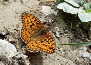 Chiffre Argynnis niobe (Michèle Carré)