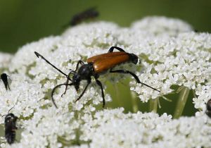 Lepture fauve (Paracorymbia fulva) : Jean-Pierre TROUILLAS