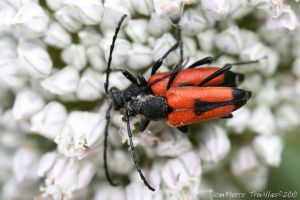 Lepture porte-cœur (Stictoleptura cordigera) : Jean-Pierre TROUILLAS