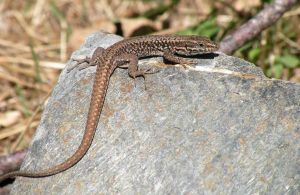 Lezard des murailles (Podarcis muralis) : Daniel BIZET