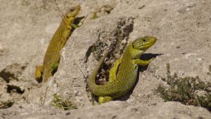 Lézard ocellé (Timon lepidus) : Karline MARTORELL-BAUDIN