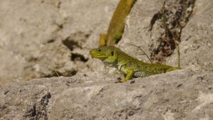 Lézard ocellé (Timon lepidus) : Karline MARTORELL-BAUDIN