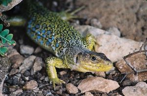 Lézard ocellé mâle (Timon lepidus) : Roger Védère