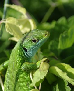 Lézard vert femelle (Lacerta bilineata) : Cyrille SABRAN