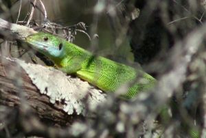 Lézard vert mâle adulte (Lacerta bilineata) : Roger Védère