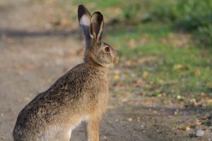 Lièvre d'Europe (Lepus europaeus) : Francis BURST