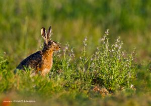 Lièvre européen (Lepus europaeus) : Gilbert Lacassin