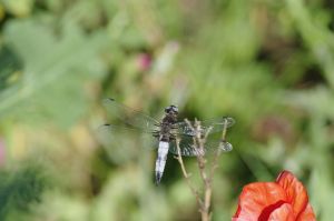 Libellule fauve (Libellula fulva) : Cyrille SABRAN