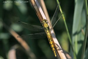 Orthétrum réticulé (Orthetrum cancellatum) : Jean-Pierre Trouillas