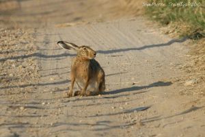 Lièvre européen (Lepus europaeus) : Jean-Pierre Trouillas