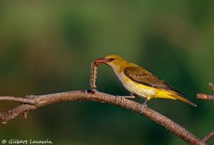 Loriot d'Europe Oriolus oriolus femelle (Gilbert Lacassin)