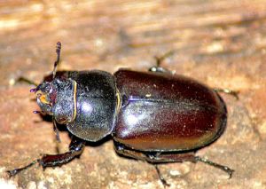 Lucane cerf-volant (Lucanus cervus) : Francis PELISSIER