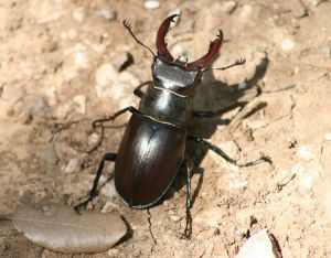 Lucane Cerf-volant (Lucanus cervus) : Roger Védère