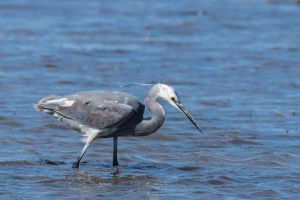  Aigrette des récifs Hybride (Michel Reyné)