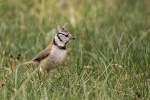 Mésange huppée Lophophanes cristatus (Michel Reyné)