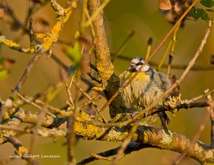 Mésange bleue Cyanistes caeruleus (Gilbert Lacassin)