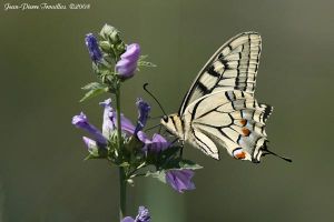 Machaon (Papilio machaon) : Jean-Pierre Trouillas