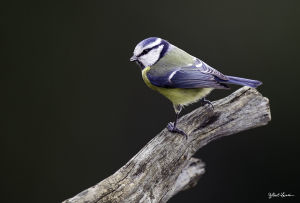 Mésange bleue Cyanistes caeruleus (Gilber Lacassin) 