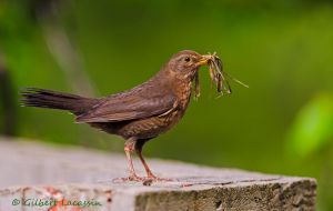 Merle noir Turdus merula (Gilbert Lacassin)