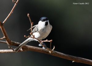 Mesange nonnette Poecile palustris (Victor Cazalis)