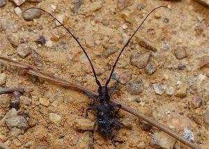 Monochamus galloprovincialis : Michèle CARRE