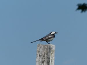 Bergeronnette grise Motacilla alba (Michèle Carré)