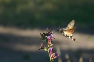 Moro-sphinx Macroglossum stellatarum (Philippe LAVAUX)