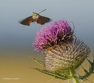 Moro-sphynx (Macroglossum stellatarum) : Gilbert LACASSIN