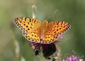 Moyen Nacré Argynnis adippe (Marie-José VALERO)