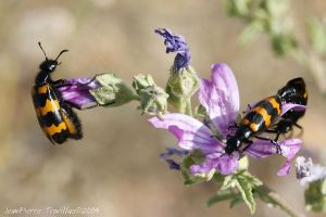 Mylabre inconstant (Mylabris variabilis) : Jean-Pierre TROUILLAS