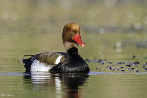 Nette rousse Netta rufina (G. Lacassin)